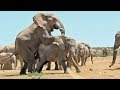 Mating Elephants Mating Elephants