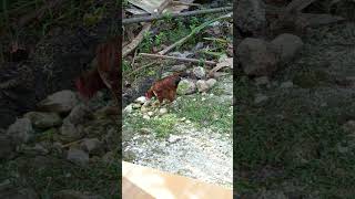 Download lagu Rhode island #shorts #fypシ #highlights mp3 Download lagu Rhode island #shorts #fypシ #highlights mp3