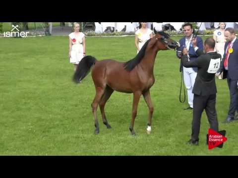N.12 MT MANTRA - Ströhen 2017 C-Show - Yearling Fillies (Class 3B)