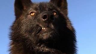 Scary Intelligent Wolves & Wolfdogs - Watch this...