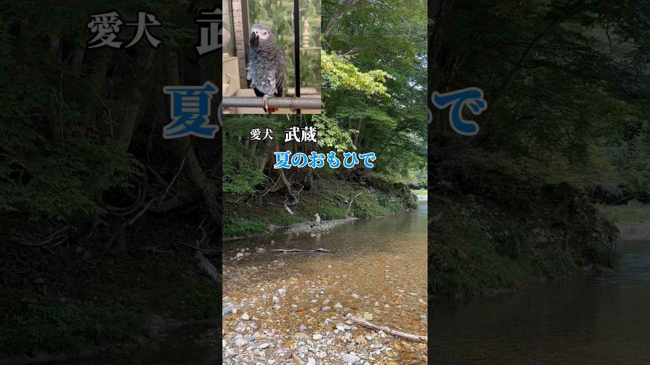 【亡き夫の鳥と生活】不適切な表現を含みます#下ネタ#ペット