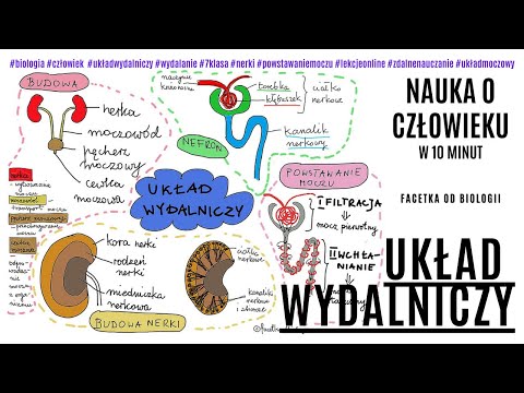 Budowa i działanie układu wydalniczego – Powstawanie moczu – Darmowe korepetycje z biologii