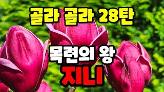 골라 골라 28탄.!!!! 목련 중 인기 최고 상품. 지니를 보여드립니다!!!!!