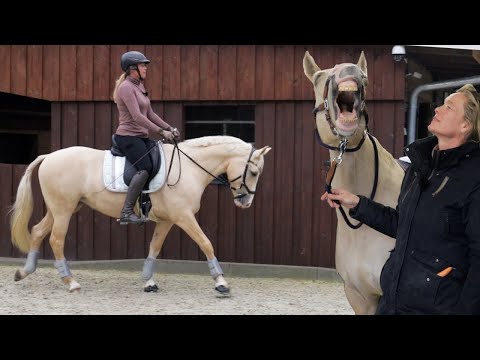 Was haben die Pferdekliniken übersehen? Verzweifelte Besitzerin gibt tausende € für Diagnostik aus