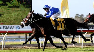 2015 Sunshine Coast Guineas - Winx (The race that started the 33 win streak)