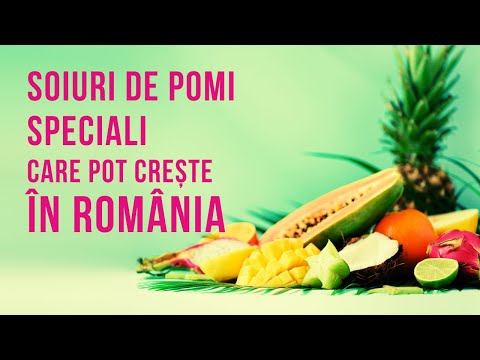 , title : 'Kiwi, Banane, Curmale, Papaya | FRUCTE EXOTICE care pot creste in ROMANIA | VIATA IN GRADINA'