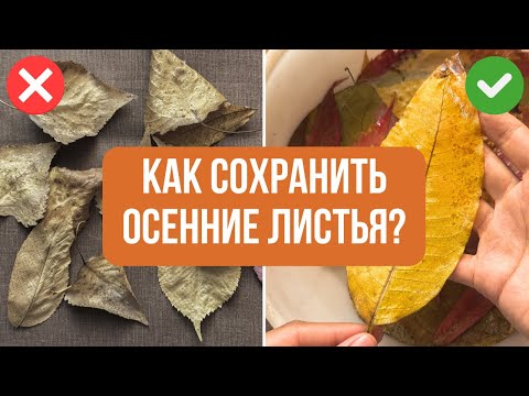 How to preserve AUTUMN LEAVES forever? 🍂 2 Easy ways for decor and creativity! 🎨