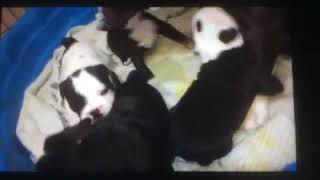 Old English Bulldog Puppies Sale in Hendersonville, TN