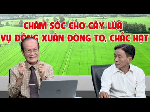 CHĂM SÓC CHO CÂY LÚA VỤ ĐÔNG XUÂN ĐÒNG TO, CHẮC HẠT