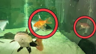 KÖPEK BALIĞINA 3 JAPON ATTIM ( ANINDA YEDİ ) - Canavar Balıklar