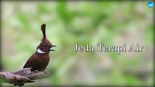 Download lagu MASTER CILILIN   Jeda Terapi Air mp3