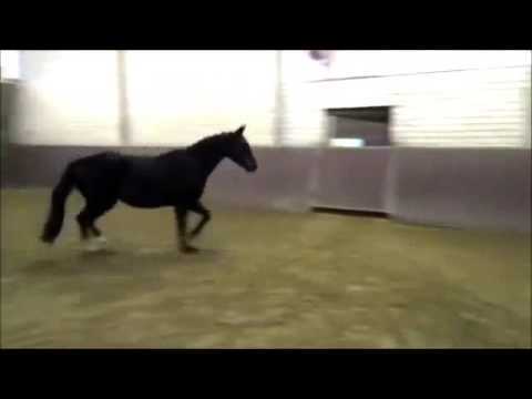 3 yo stallion by Escudo I /Graf Top SOLD