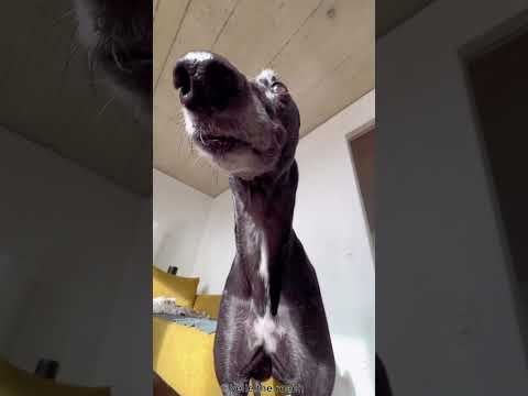 GREYHOUND 101: UNDER 60 SECONDS