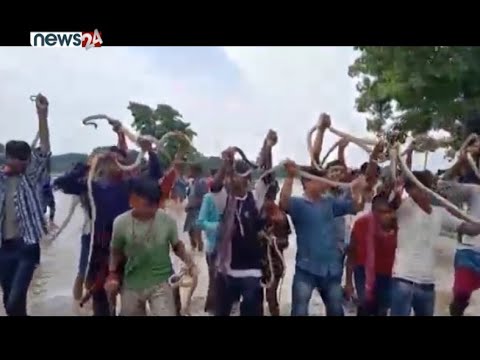 भारतको समस्तीपूरमा हरेक वर्ष नागपञ्चमीमा सर्प मेला - NEWS24 TV