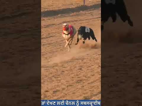 ZIGANA SAWA Vs BAGERA #dog #greyhound Win ZIGANA SAWA#dograce#doglover  #dogcompetitions #foryou