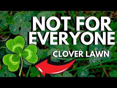 Watch This BEFORE You Start A Clover Lawn… it’s a BIG commitment. Clover Lawns 101