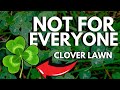 Watch This BEFORE You Start A Clover Lawn It S A BIG Commitment Clover Lawns 101