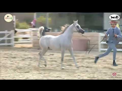 N.120 FOUZAAN AL SHAJER - Kuwait International Egyptian Event 2022 - Colts 2 Years Old (Class 4A...