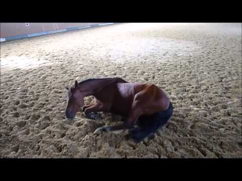 Nino 08 - Longenarbeit I