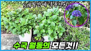 11월 이것 때문에 깻잎수국이 됩니다. 수국 월동을 10월 말에 시작하는 이유!!