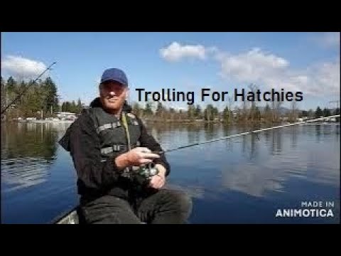 Trolling For Hatchies