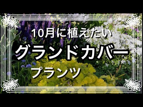 ブルースターのグランドカバー植物