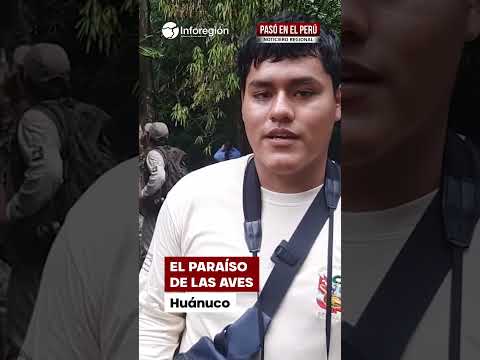 Huánuco: Tingo María destaca en el evento de aves más grande del planeta