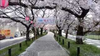 preview picture of video '春日井市水道路の桜吹雪 Sakura Fubuki of Kasugai water road'