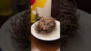 Rose of Jericho plant