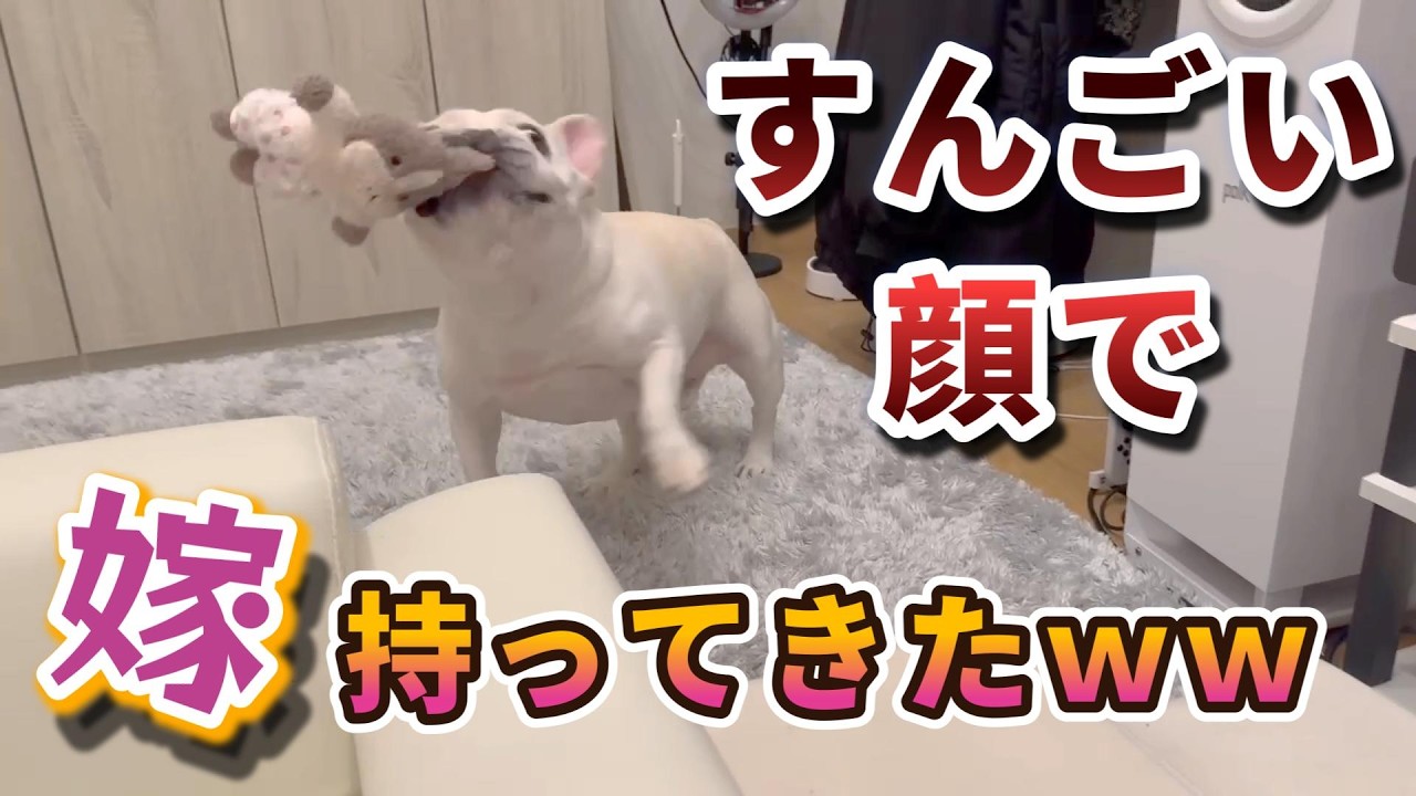 突然すんごい顔で嫁持ってきたｗｗｗ【フレンチブルドッグ frenchbulldog】
