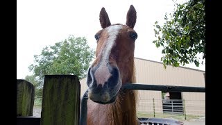 Randy&#39;s Rescue Ranch - A Sanctuary by Stray Rescue of St.Louis