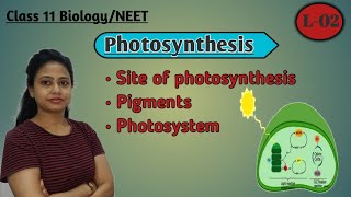 Pigments involved in photosynthesis |  Site of photosynthesis |Photosynthesis : L-02 |Class 11/ NEET