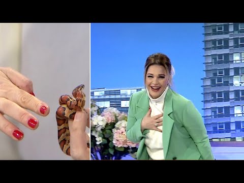 Rudina Magjistari i ‘shpëton’ kafshimit të gjarprit live në studio