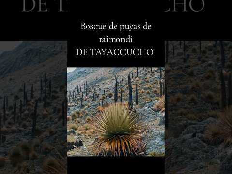 Bosque de puyas de raimondi de TAYACCUCHO #ituata #carabaya #puno