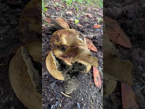 Common Earthball | Scleroderma citrinum | #vancouver #canada | #mushrooms | ​⁠ @jeshroomchrist