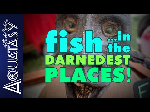 Aquatasy - Fish In The Darnedest Places - Is That a REAL Fish?