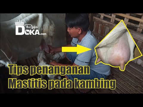 , title : 'Tips penanganan Mastitis pada kambing | penyakit kambing Part 1'