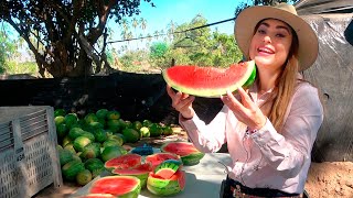 Cosecha de SANDIA en COLIMA - ALMA Coronel