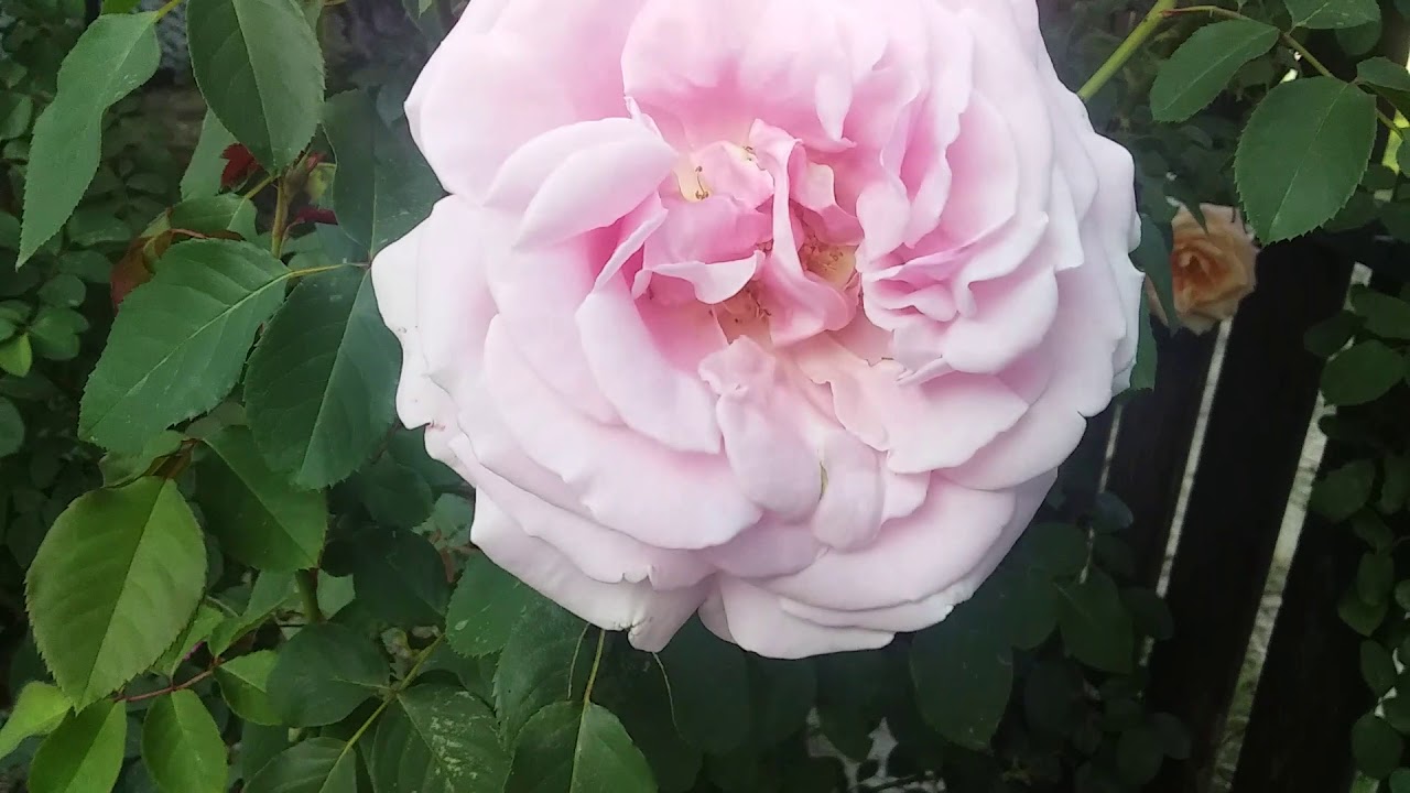 Чайно -гибридная роза Фридерик Мистраль