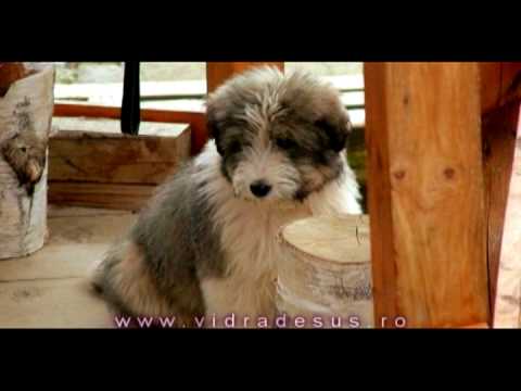 Video, Pensiunea Vidra de Sus, comuna Vidra, judetul Alba, www.vidradesus.ro