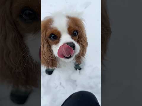 Cavalier King Charles spaniel running in the winter wonderland