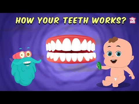 How Your Teeth Work Explained