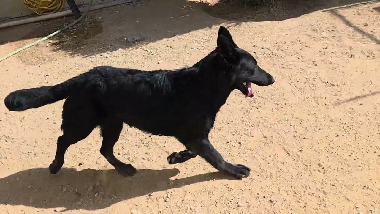 Enlarge Hudson, a Adoptable mixed breed in California City, CA video 4/4