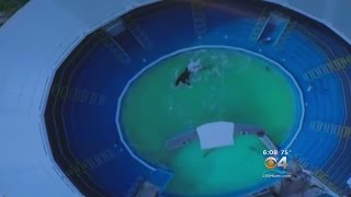 Latina Superstar Calls For Lolita's Freedom From Miami Seaquarium