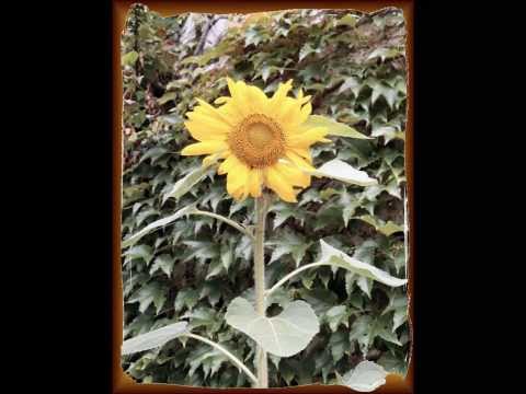 Toni - Zagorski zvonovi