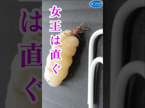 シロオリ科 - 定義