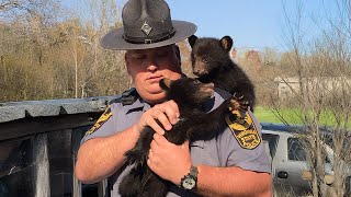 When the Animal Distribution System Caught Being Totally Wrong 🤣 Funny Animal Videos 2025