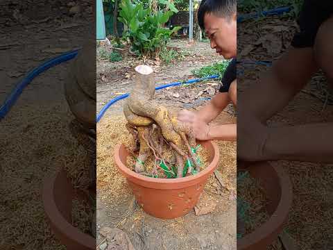 Quy trình trồng phôi mai đã phá bầu