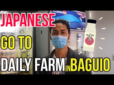 Japanese go to Baguio’s famous fresh daily farm