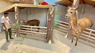 Lama Ko Chat Pr Shift kr Dia😍